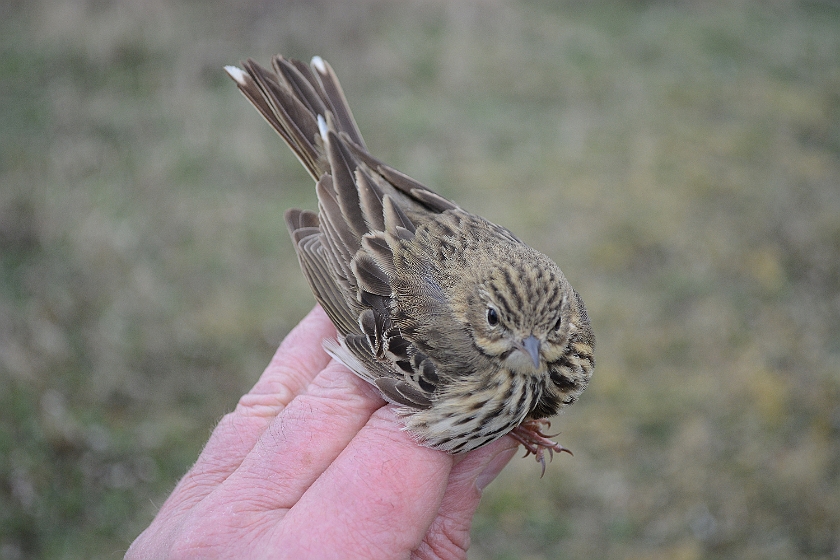 Tree Pipit, Sundre 20130509